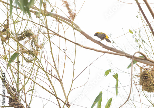 Asian golden weaver