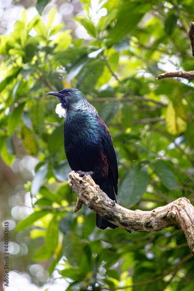 New Zealand Tui perched in a tree surveying its land New Zealand Tui perched in a tree surveying its land