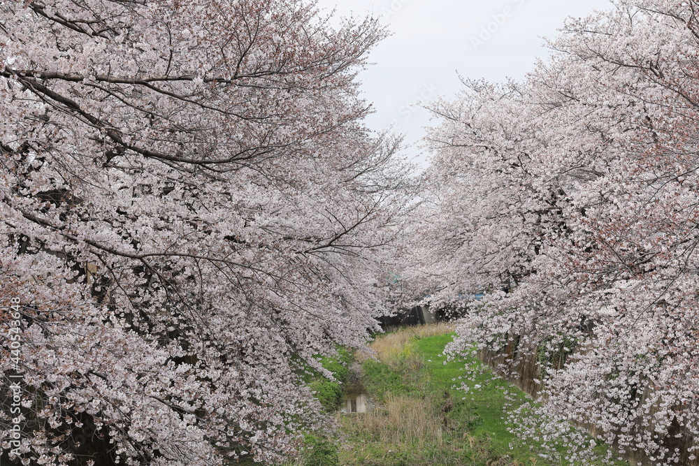 日本の桜 ソメイヨシノ 日本の桜 ソメイヨシノ