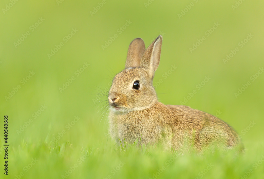 Cute little rabbit sitting in grass in spring Cute little rabbit sitting in grass in spring