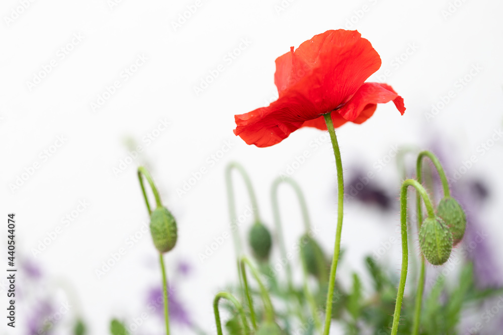 Naklejka premium Blühende Mohnblume vor weißer Hauswand