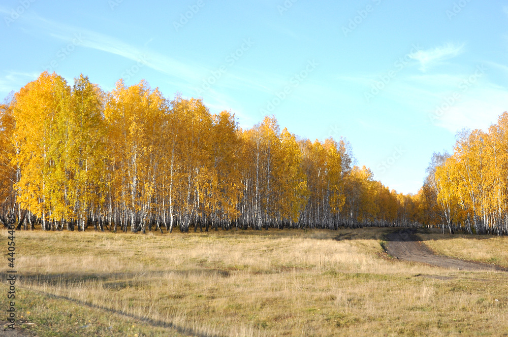 View of the autumn yellow birch grove with a field road going into the distance.