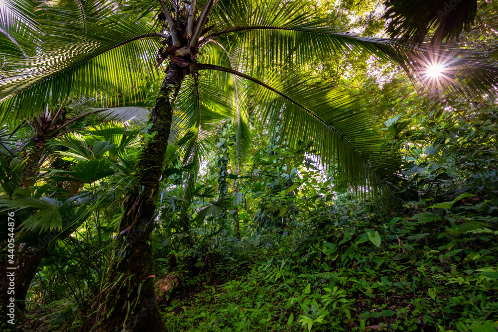 Panama Rainforest. Exotic Landscape. Natural Tropical Forest Atmosphere. Central America. Panama Rainforest. Exotic Landscape. Natural Tropical Forest Atmosphere. Central America.