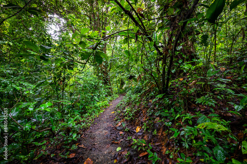 Panama Rainforest. Exotic Landscape. Natural Tropical Forest Atmosphere. Central America. 