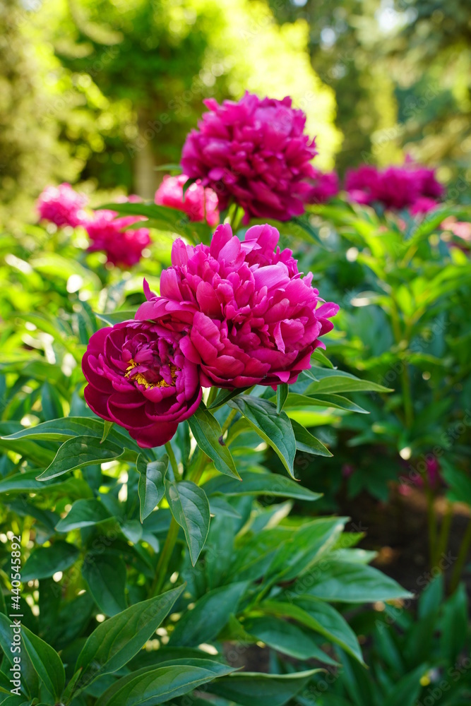 Peony flower on a spring green background - soft focus Peony flower on a spring green background - soft focus