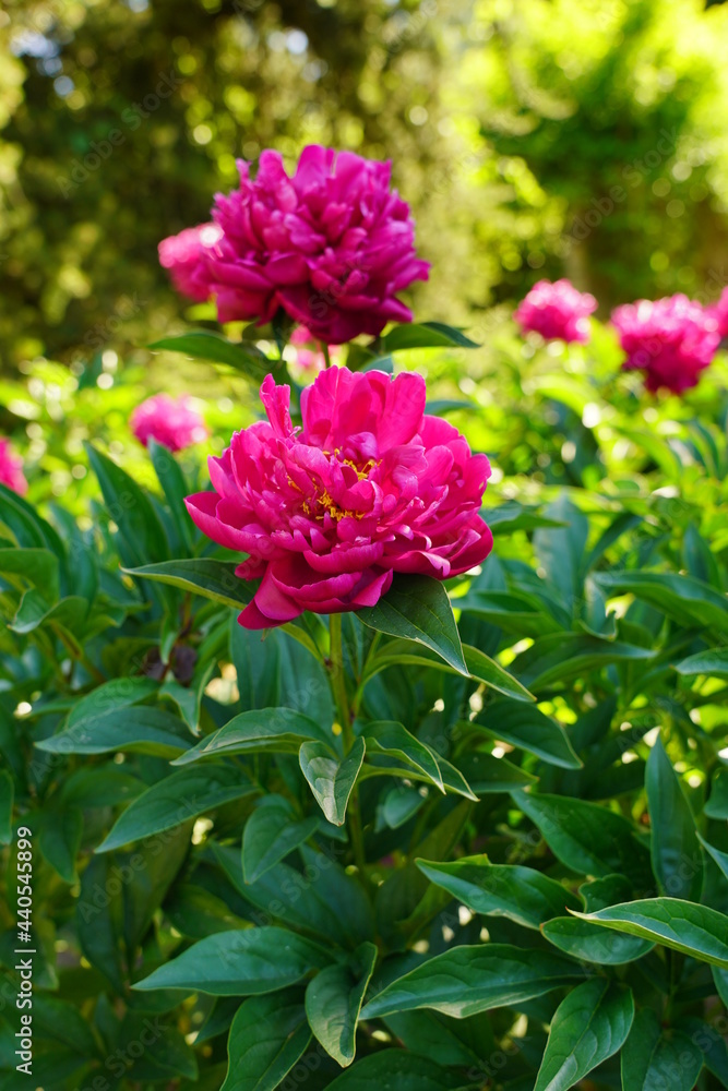 Peony flower on a spring green background - soft focus Peony flower on a spring green background - soft focus
