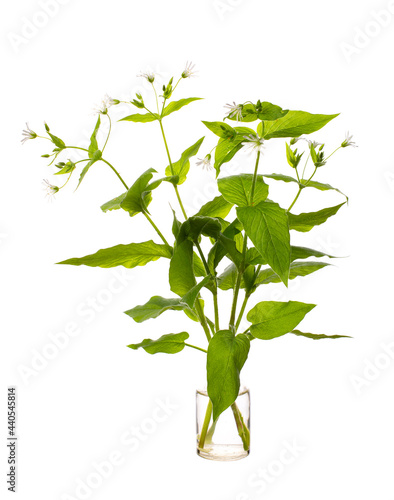 Stellaria nemorum ( wood stitchwort) in a glass vessel on a white background photo