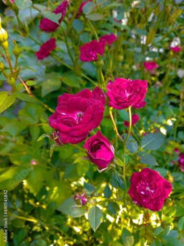 roses in a garden