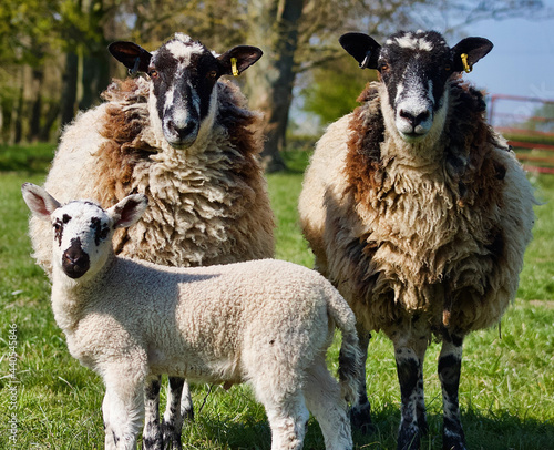 sheep and lambs
