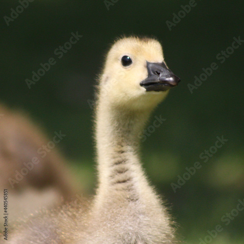 portrait of an ostrich