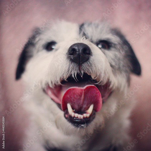 portrait of a puppy