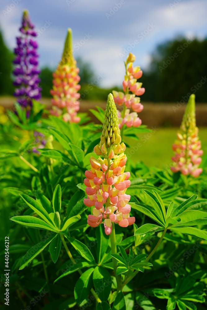 Lupinus polyphyllus - Blooming Lupine flowers - garden or fodder plant Lupinus polyphyllus - Blooming Lupine flowers - garden or fodder plant