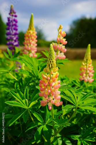 Lupinus polyphyllus - Blooming Lupine flowers - garden or fodder plant 