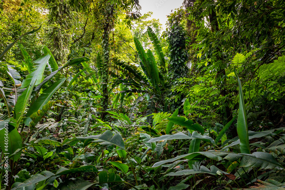 Fototapeta premium Panama Rainforest. Exotic Landscape. Natural Tropical Forest Atmosphere. Central America.