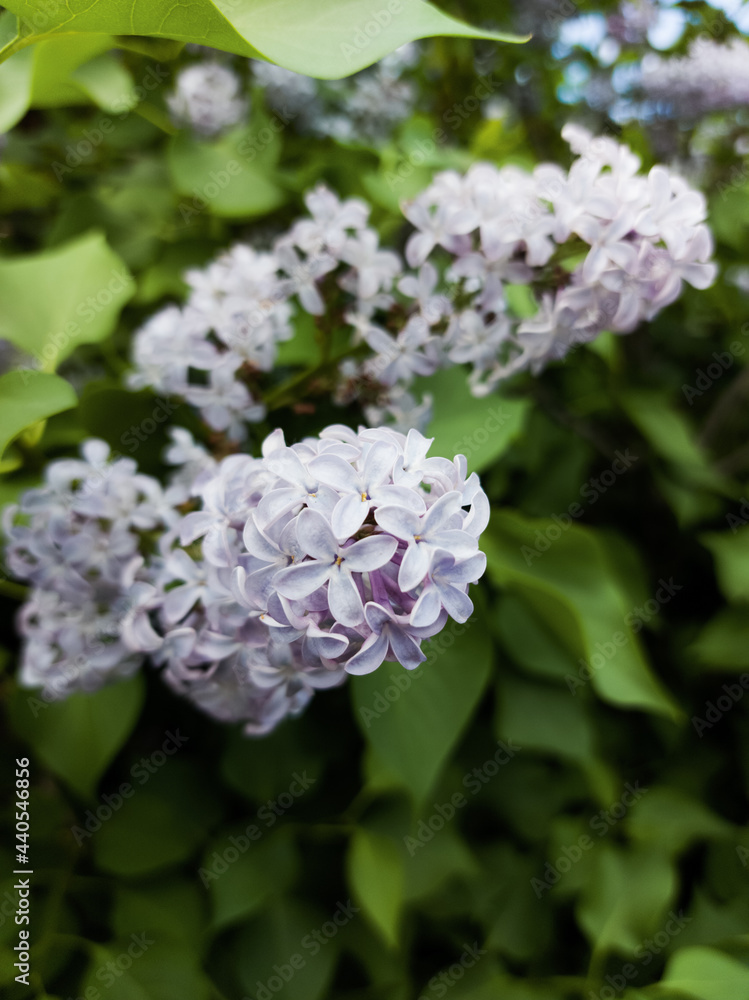 Lilac flowers blooming syringa tree flowering woody plant Lilac flowers blooming syringa tree flowering woody plant