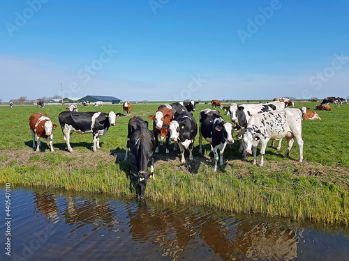 Wallpaper Mural Cows in the meadow in the Netherlands in spring Torontodigital.ca