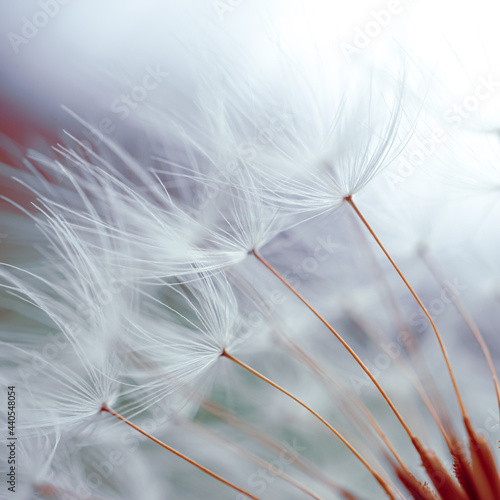 romantic dandelion flower in springtime  macro dandelion seed