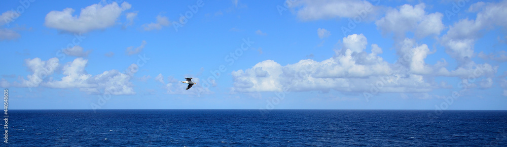 Panoramic between the sea and the blue sky, cloud with animal shape and seagull flying 