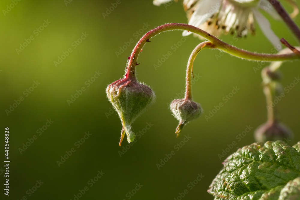 Some flower buds of a blackberry or brambleberry bush (Rubus fruticosus), parts of a blossom and parts of a leaf in evening light isolated from a green background Some flower buds of a blackberry or brambleberry bush (Rubus fruticosus), parts of a blossom and parts of a leaf in evening light isolated from a green background