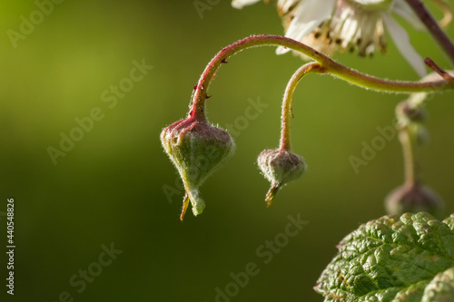 Some flower buds of a blackberry or brambleberry bush (Rubus fruticosus), parts of a blossom and parts of a leaf in evening light isolated from a green background photo