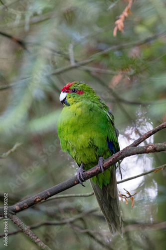 Kakariki, or New Zealand Red Crowned Parakeet