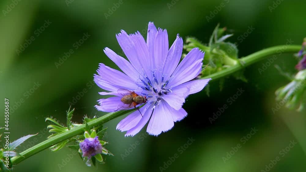 Summer wildflower cornflower Centaurea cyanus Summer wildflower cornflower Centaurea cyanus