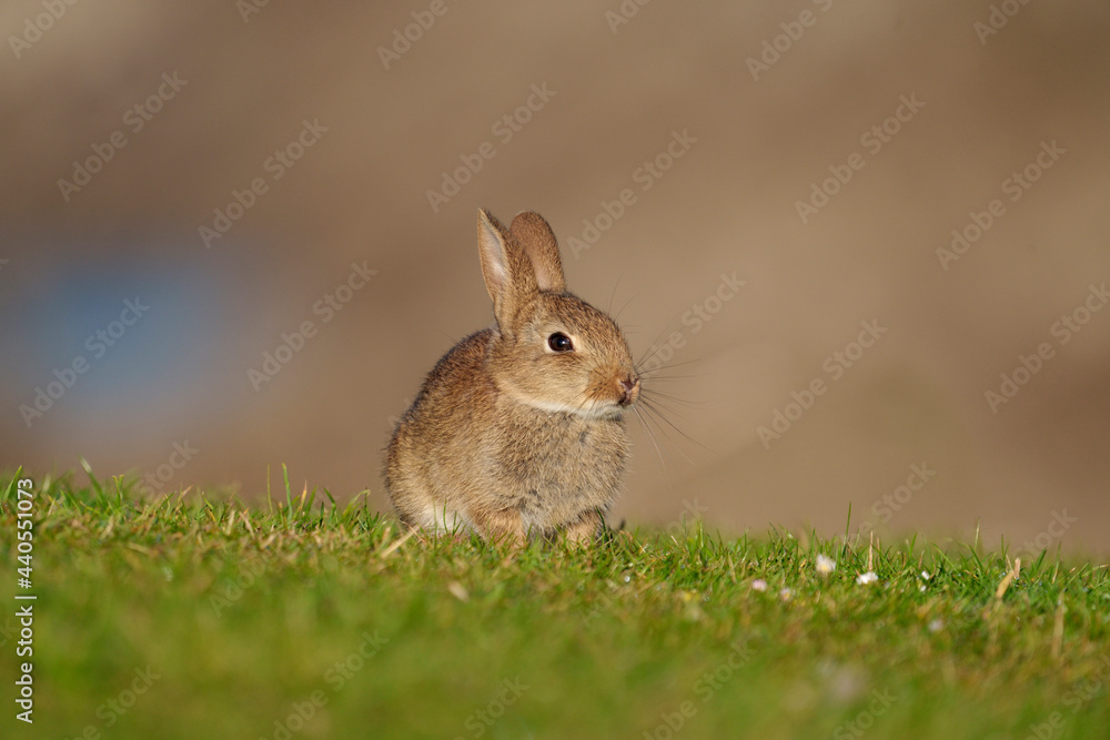 Fototapeta premium Rabbit, Oryctolagus cuniculus