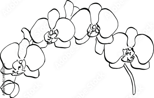 Orchids flower. Floral botanical flower. Isolated illustration element. Vector hand drawing wildflower for background, texture, wrapper pattern, frame or border.