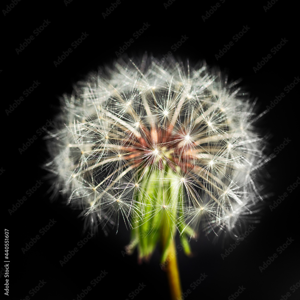 Fototapeta premium Dandelion seeds on black