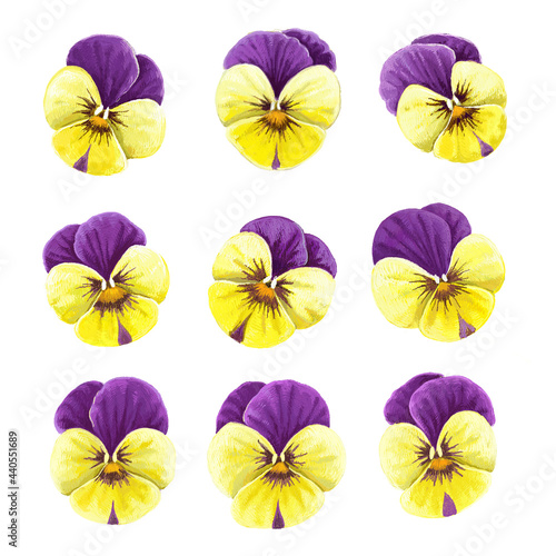 Summer violet yellow pansy flowers objects isolated on white background