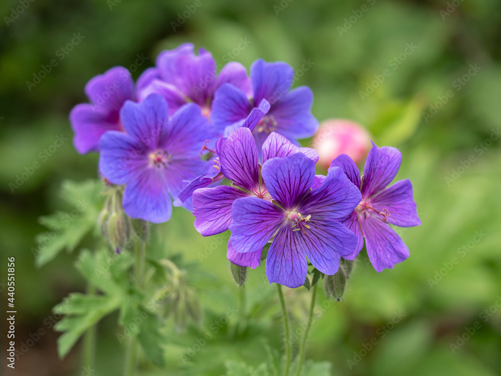Beautiful cranesbill geranium flowers, Geranium x magnificum Beautiful cranesbill geranium flowers, Geranium x magnificum