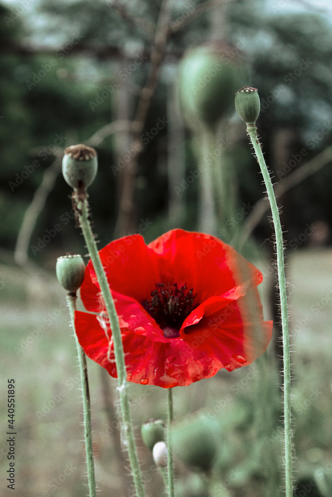 Obraz premium red poppy in the field