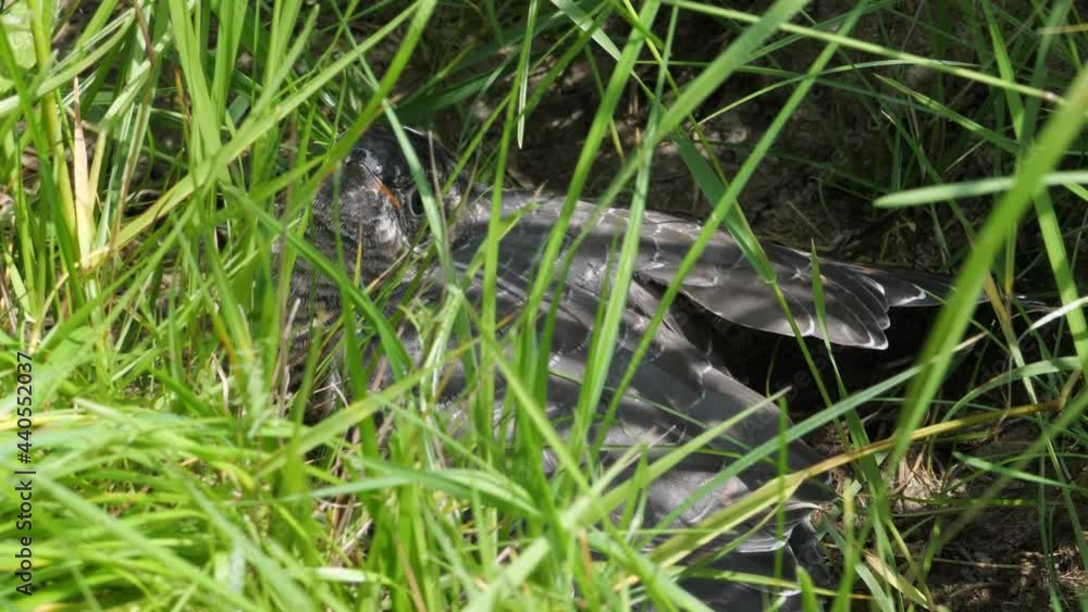 Junger Kuckuck (Cuculus canorus) der noch gefüttert wird, duckt sich ins tiefen Gras