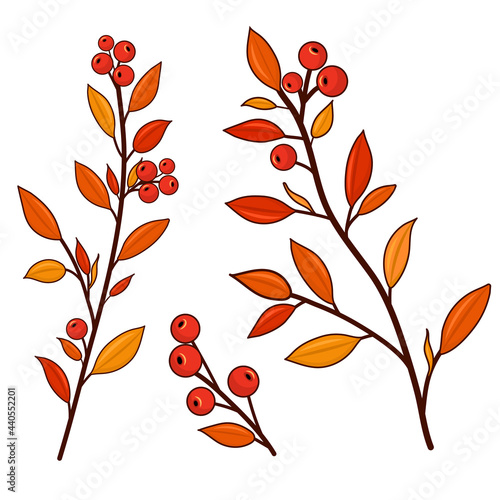 Rowan twigs. Vector illustration.