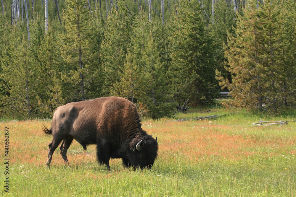 Male bison grazing grass meadow at yellowstone