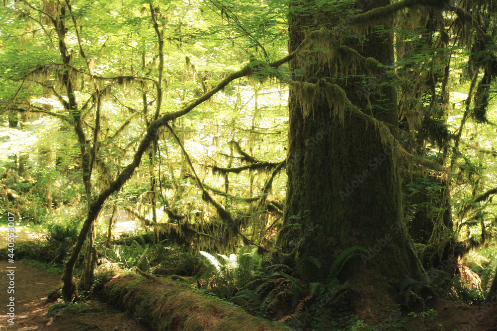 Fototapeta premium Hall of Moss in Hoh Rain Forest, Olympic park