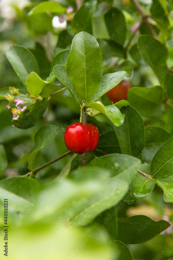 Cherry fruit.Tropical fruit at thailand.