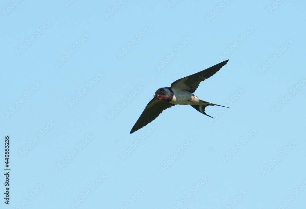 Obraz premium Swallow, Hirundo rustica