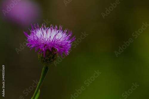 Dagger flower in bloom during spring. It is a form of daisy native to the Mediterranean region