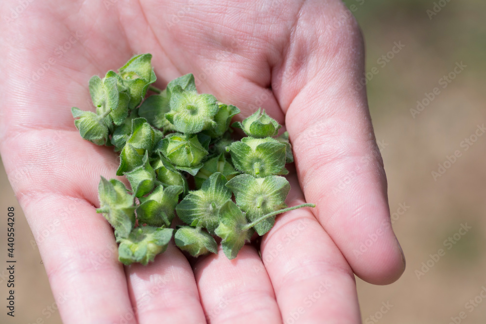 Hand full of Malva nicaeensis fruits, a species of flowering plant in the mallow family known by the common names bull mallow and French mallow Hand full of Malva nicaeensis fruits, a species of flowering plant in the mallow family known by the common names bull mallow and French mallow