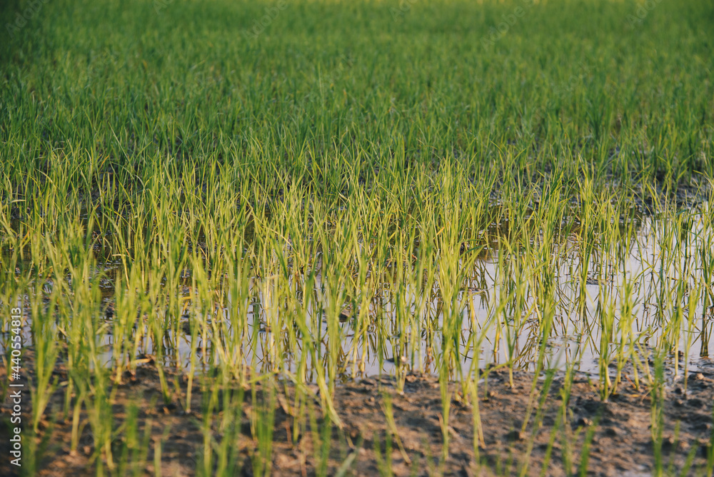 Small young rice sprout growing in the rice field with water for organic farm and agriculture
