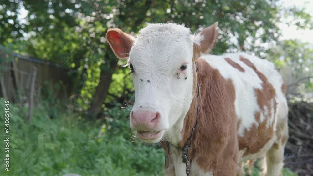 Close-up of the calf, a young animal of two colors: brown and white, chewing grass against the background of trees, low angle shot.