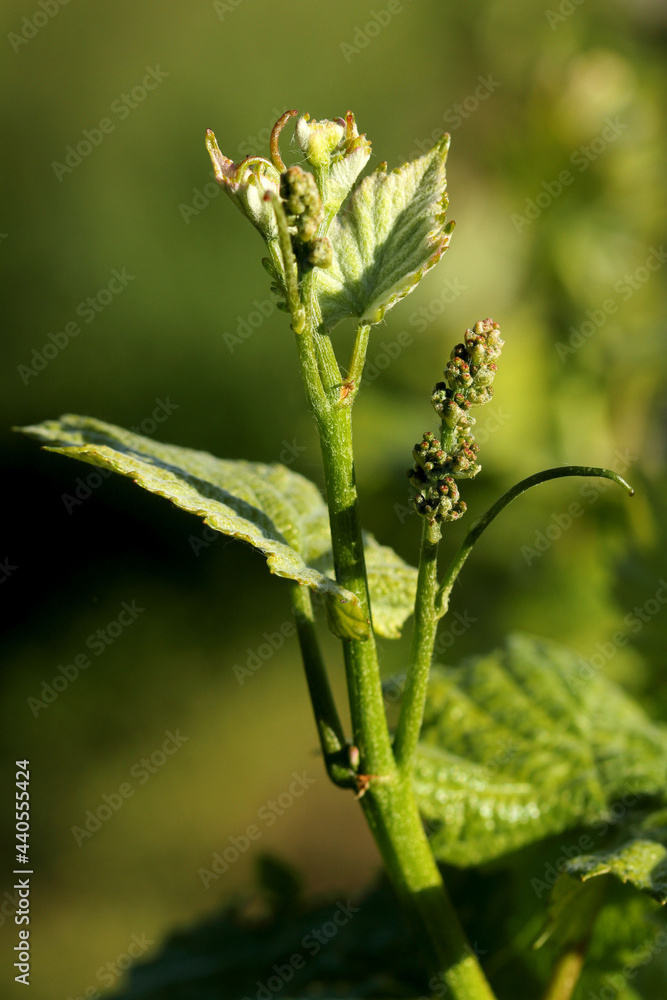 Vigne - jeunes pousses - grappes de raisin Vigne - jeunes pousses - grappes de raisin