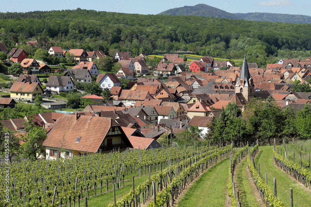 Alsace - vignes