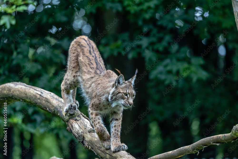 Fototapeta premium Eurasian lynx