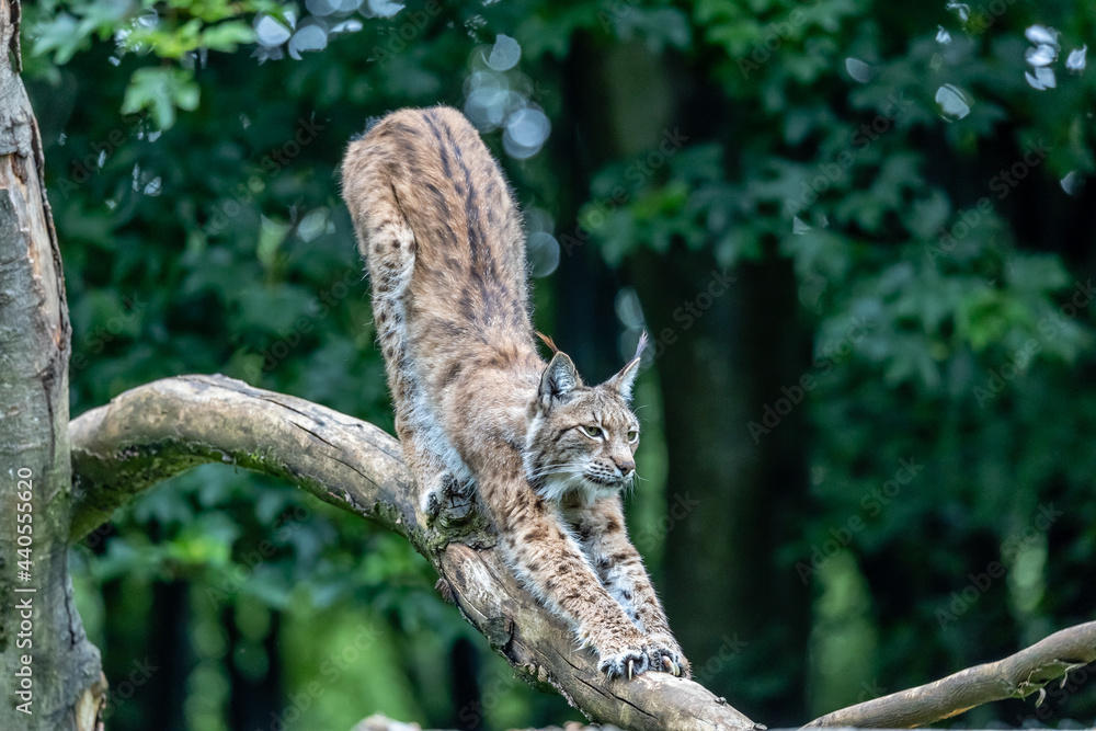 Fototapeta premium eurasion lynx