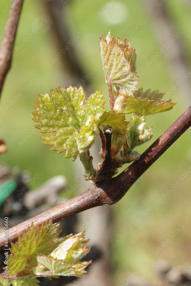 Obraz premium Vignes - Jeunes feuilles - vert débourrage - bourgeon