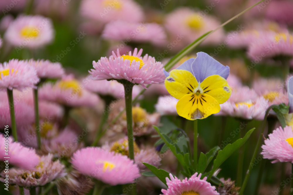 Little flower in the middle surrounded with daisy wallpaper Little flower in the middle surrounded with daisy wallpaper