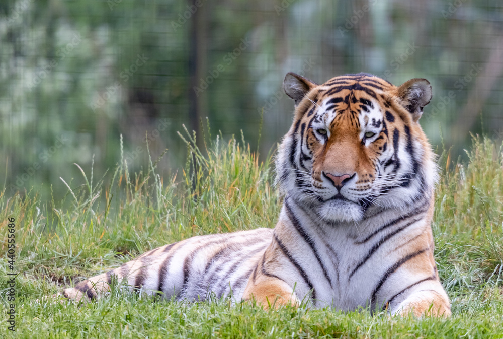 Obraz premium tiger in grass