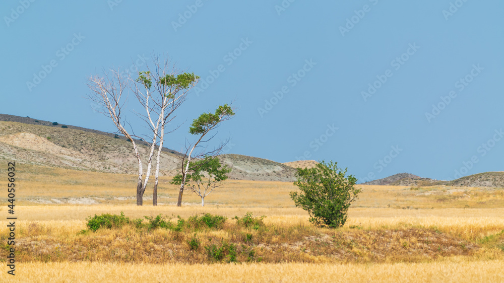 Obraz premium Alone trees in the savannah